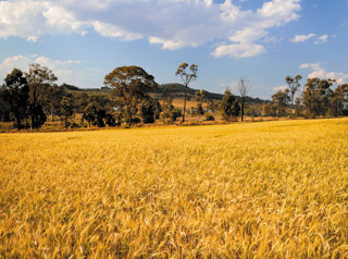 Oakey wheat field
