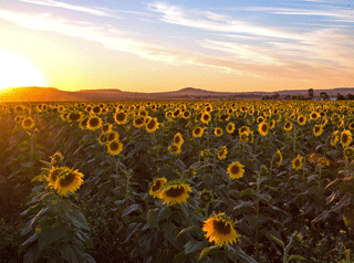 Sunflowers in Clifton