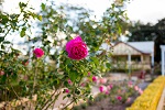 Newtown Park State Rose Garden