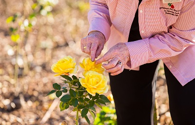 State Rose Garden volunteer wearing a red and white striped button up long sleeve shirt, bent down touching yellow roses in the garden.