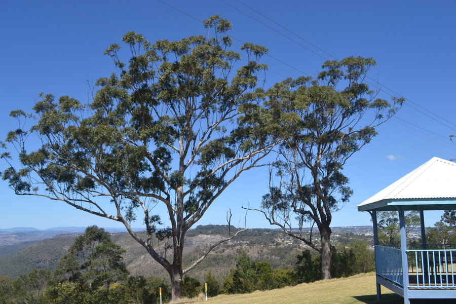 View from Mt Kynoch overlooking range escarpment