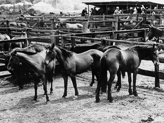 horses at mcphies saleyards toowoomba c1936