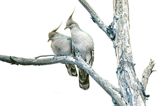 davidcarsonpigeonsweb