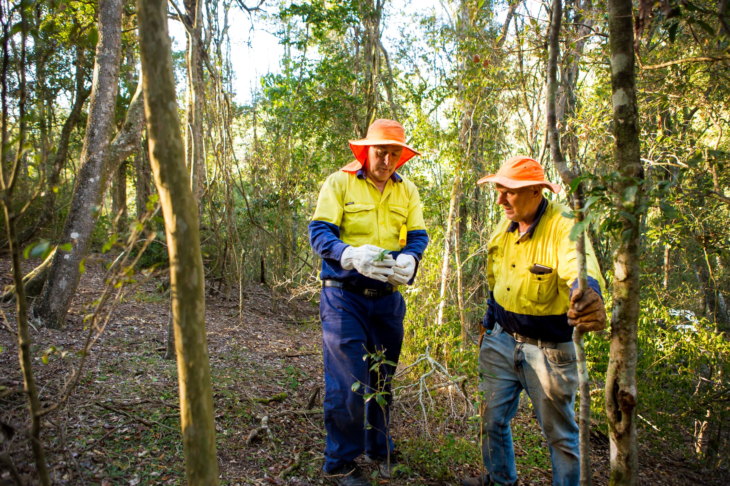 toowoomba friends of the escarpment 