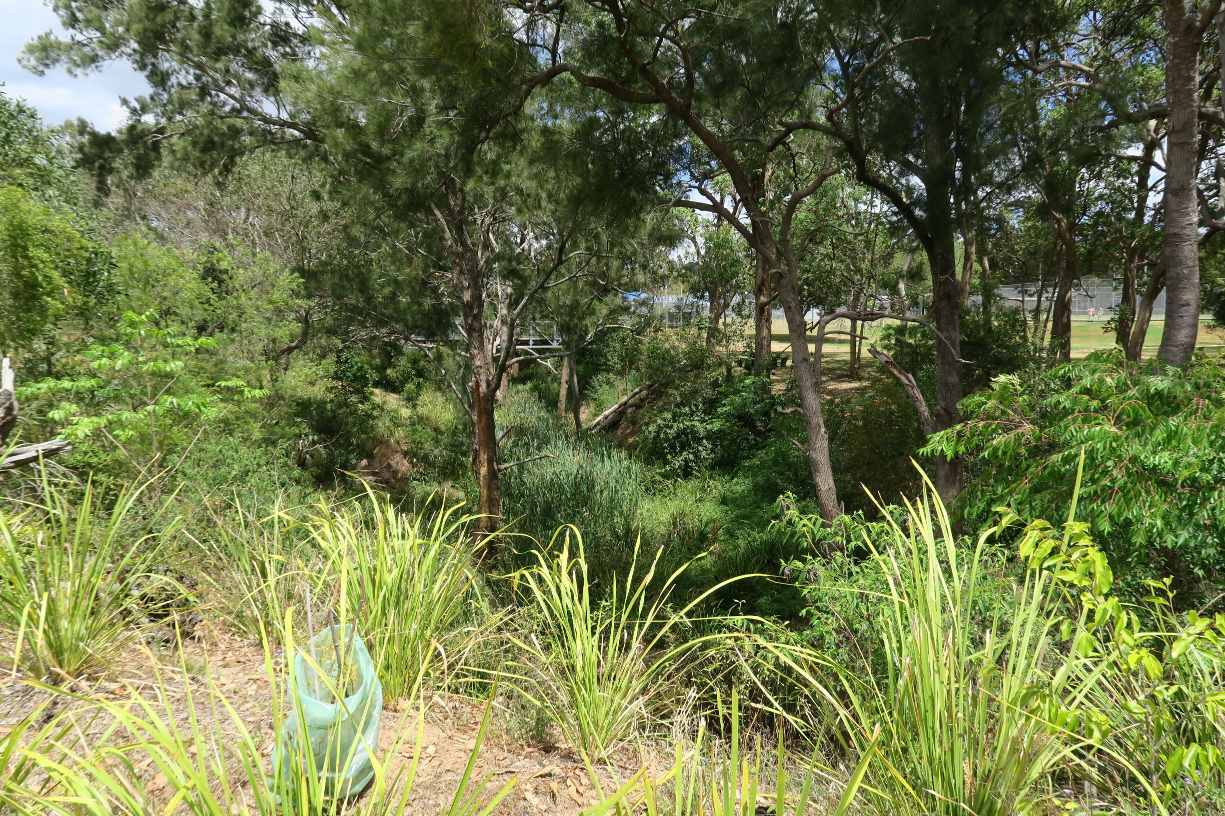friends of yarraman creek1