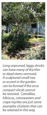 gardens long unpruned