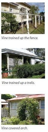 gardens vine styles