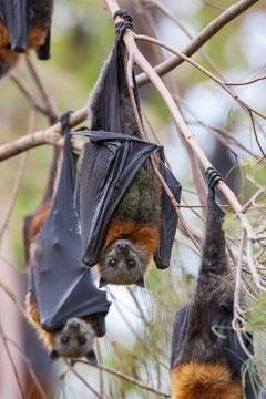 GreyHeadedFlyingFoxesSmall