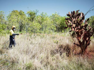 Man spraying weeds