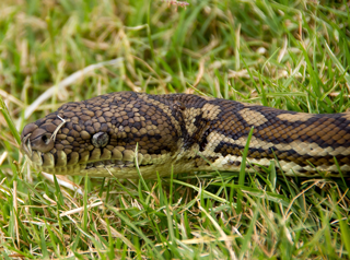 Carpet snake in grass