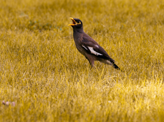 Indian Myna bird on grass