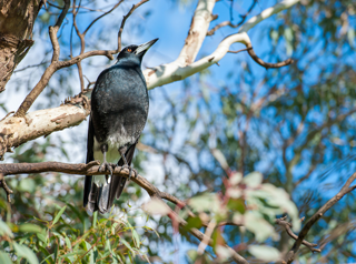 Magpie in tree