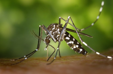 Close up of a mosquito on skin