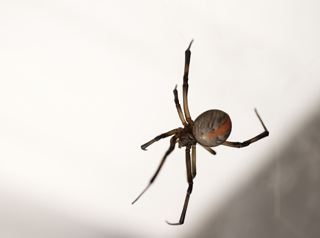Redback spider