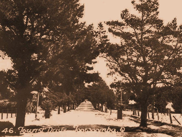 Hoop and Kauri Pines on Tourist Road