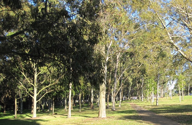 blackgullypark2treesandpath