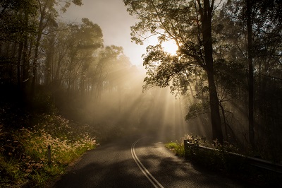 Winding road heading to Lake Perseverance. Sunlight filtering through the trees which line each side of the road.