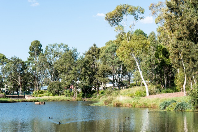 murrayclewettpondandducks