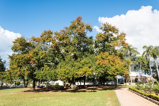 newtownparkwateroaktree