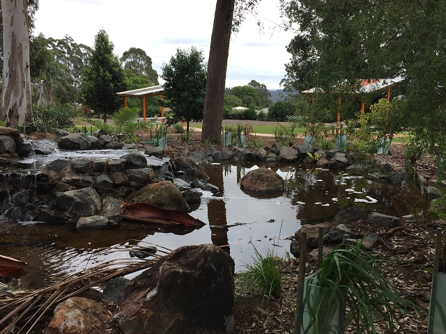 peacehavenparkfrogpond