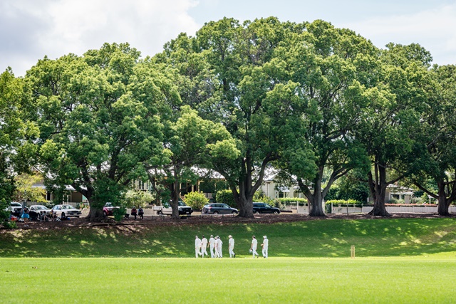 Queens Park cricket pitch. Group of cricketers walking off the field towards a row of large shady trees.
