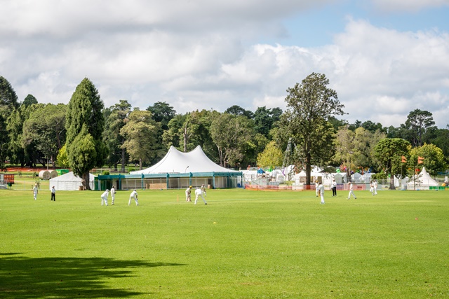 queensparkfrogshollowdisplayandcricketgame