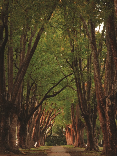 queensparktreesavenue professionalsmall