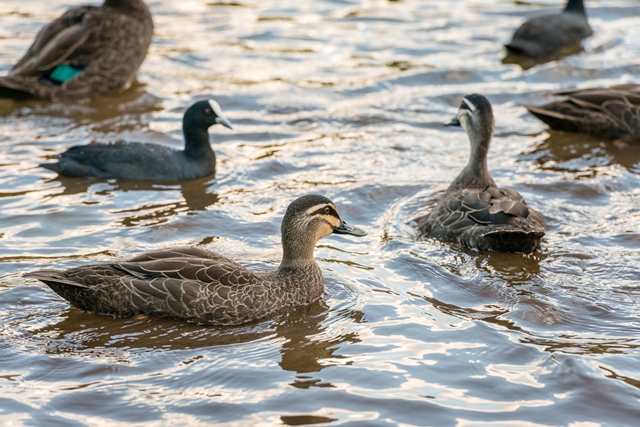 waterbirdhabitatduckscloseupresized