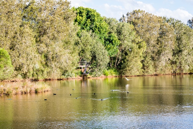 waterbirdhabitatlakeandducksresized