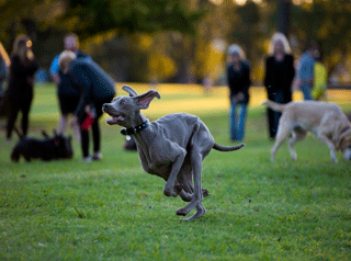 dog off leash running