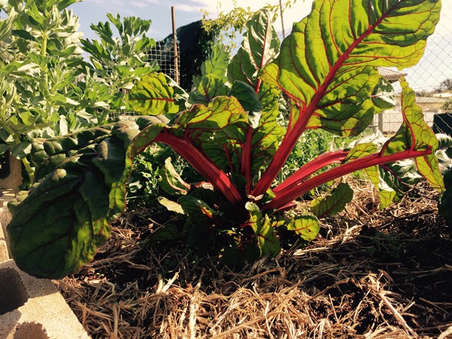 community garden rhubarb compost mulch garden bed. Silverbeet growing in garden.