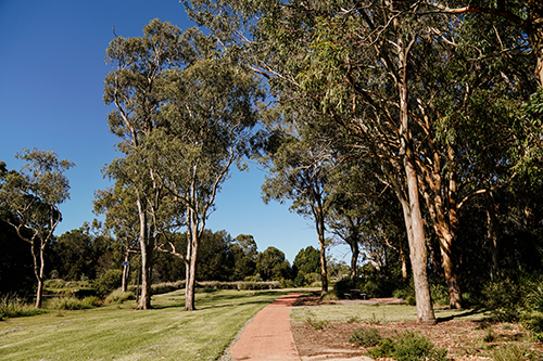 Toowoomba Waterbird Habitat5